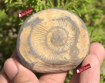 ShriRudram Extremely Rare Sudarshan Shaligram, Yellow Brown Narayan Sudarshan Shaligram Shila, Sudershan Shaligram Gandaki River Nepal YS116