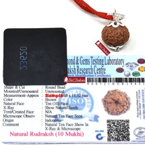 ShriRudram 10 Mukhi Rudraksha Ten Face Rudraksh Java Bead Lab Certified 17-20 MM