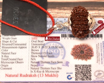 ShriRudram 13 Mukhi Rudraksha / Thirteen Face Rudraksh Nepal Bead Lab Certified 26.85 MM