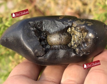 ShriRudram Mahakali Shaligram Maha Kali Saligram Salagram Gandaki Nepal MKS336