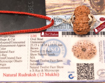 ShriRudram 12 Mukhi Rudraksha / Twelve Face Rudraksh Java Bead Lab Certified 23.15 MM