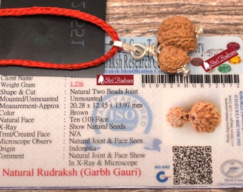 ShriRudram Garbh Gauri Rudraksha / Gouri Ganesh Rudraksh Nepal Bead Lab Certified 20.28 MM