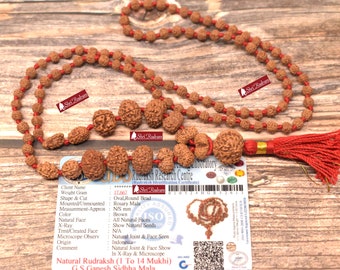 ShriRudram Siddha Mala - 1 to 14 Mukhi Rudraksha Beads With Gauri Shankar and Ganesh Rudraksha, Indonesian Beads Lab Certified D13