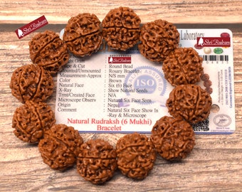 Shri Rudram 6 Mukhi Rudraksha Bracelet / Six Face Rudraksh Wristlet Nepal Lab Certified 21-22  MM Top Quality