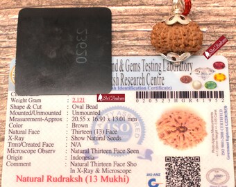 ShriRudram 13 Mukhi Rudraksha / Thirteen Face Rudraksh Java Bead Lab Certified 20.55 MM