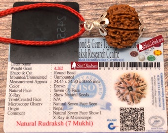 ShriRudram 7 Mukhi Rudraksha / Seven Face Rudraksh Nepal Bead Lab Certified Size 24.45 MM