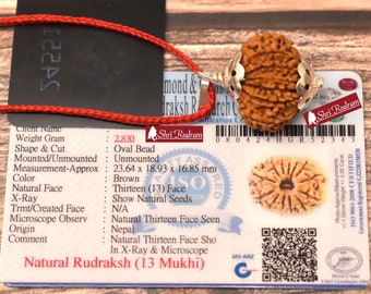ShriRudram 13 Mukhi Rudraksha / Thirteen Face Rudraksh Nepal Bead Lab Certified 23.64 MM