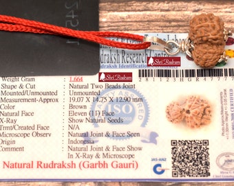 ShriRudram Garbh Gauri Rudraksha / Gouri Ganesh Rudraksh Java Bead Lab Certified 19.07 MM