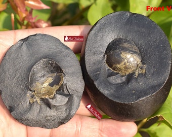 ShriRudram Golden HiranyaGarbha Shaligram / Hiranya Garbha Saligram Stone Gandaki Nepal HGS355