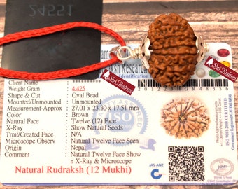 ShriRudram 12 Mukhi Rudraksha / Twelve Face Rudraksh Nepal Bead Lab Certified 27.01 MM
