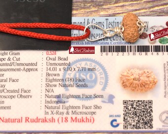 ShriRudram 18 Mukhi Rudraksha / Eighteen Face Rudraksh Java Bead Lab Certified 14.01 MM