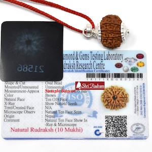 ShriRudram 10 Mukhi Rudraksha / Ten Face Rudraksh Nepal Bead Lab Certified 20-22 MM