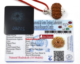 Shri Rudram 10 Mukhi Rudraksha / Dix faces Rudraksh Népal Perles certifiées 20-22 MM