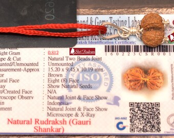 ShriRudram Gauri Shankar Rudraksha / Gouri Sankar Rudraksh Java Bead Lab Certified 15.20 MM