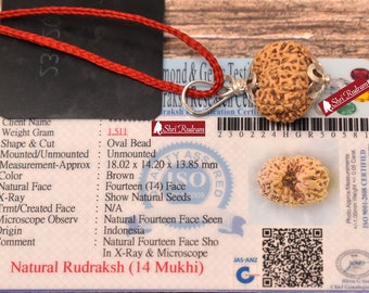 ShriRudram 14 Mukhi Rudraksha Fourteen Face Rudraksh Java Bead Pendant Yoga Jewelry Lab Certified 18.02 MM