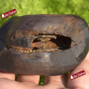 ShriRudram Rare Brown Narsimha Shaligram Four Chakra Saligram Stone Gandaki Nepal,  Pooja Item, Vishnu Puja Religious Gifts NS318