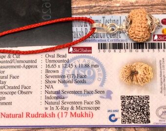 ShriRudram 17 Mukhi Rudraksha / Seventeen Face Rudraksh Java Bead Lab Certified 16.65 MM