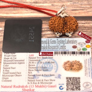 ShriRudram 13 Mukhi Gauri Shankar Rudraksha / Thirteen Face Gouri Sankar Rudraksh Nepal Bead Lab Certified 29.56 MM
