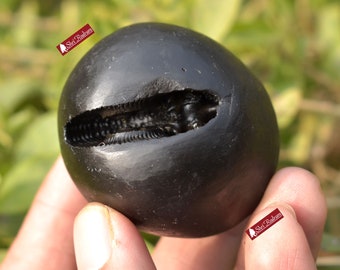 ShriRudram Vaman Shaligram / Vamana Saligram Stone Gandaki Nepal VS170