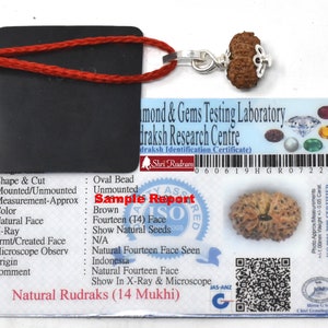 May include: A brown, fourteen-faced Rudraksha bead pendant with a silver-toned metal cap, attached to a red cord. The pendant is displayed alongside a Diamond & Gems Testing Laboratory identification certificate for a natural 14 Mukhi Rudraksha.