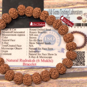 Shri Rudram 6 Mukhi Rudraksha Bracelet / Six Face Rudraksh Wristlet Java Lab Certified