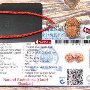 ShriRudram Gauri Shankar Rudraksha / Gouri Sankar Rudraksh Certifié laboratoire de perles Java 18,08 MM