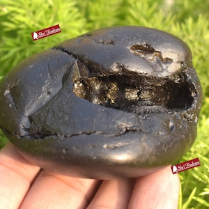 ShriRudram Hayagriva Shaligram / Hygriva Saligram Religious Gift Gandkai Nepal HS232