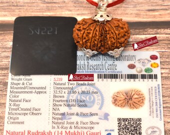 ShriRudram 14 Mukhi Gauri Shankar Rudraksha / Gouri Sankar Rudraksh Nepal  Bead Lab Certified 32.52 MM