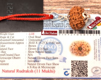ShriRudram 11 Mukhi Rudraksha / Eleven Face Rudraksh Java Bead Lab Certified 20.02 MM