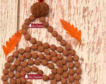 ShriRudram 6 Mukhi Nepal Rudraksha Guru Bead in 5 Mukhi Rudraksha Mala Rosary 108+1 Prayer Beads Lab Certified