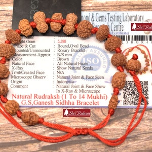 ShriRudram Siddha Bracelet 1 - 14 Mukhi , Gauri Shankar , Ganesh Rudraksha Rudraksh in Lab Certified D54