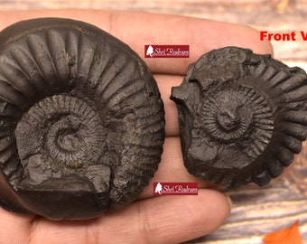 ShriRudram Sudarshan Shaligram / Sudershan Saligram Stone Set Ammolite Gandaki Nepal DLK130