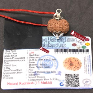ShriRudram 13 MUkhi Rudraksha / Thirteen Face Rudraksh Java Bead Lab Certified 21.86 MM