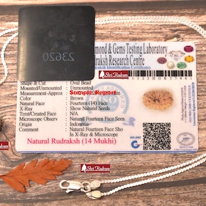ShriRudram 14 Mukhi Rudraksha / Vierzehn-Gesicht Rudraksh Java Perle in reinem Silber Kette Lab zertifiziert D1