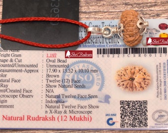 ShriRudram 12 Mukhi Rudraksha / Twelve Face Rudraksh Java Bead Lab Certified 17.90 MM