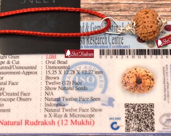 ShriRudram 12 Mukhi Rudraksha / Twelve Face Rudraksh Java Bead Lab Certified 15.25 MM