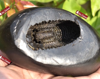 ShriRudram Big Size Golden Narsimha Shaligram, Saligram Stone Gandaki Nepal, Ritual Object, Pooja Item, Vishnu Puja, Religious Gifts NS1110