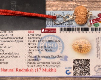 ShriRudram 17 Mukhi Rudraksha / Seventeen Face Rudraksh Java Bead Lab Certified 15.20 MM