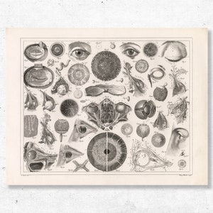 1850 Human Anatomy Map Poster - Vintage German Meical Poster Art - Anatomia Compreso l'Occhio - Johann Heck Art Print - Wall Decor Poster Art