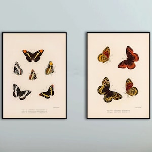 1875 Butterflies Print Set of 2 - Vintage Butterfly Wall Art Print - Zoological Insect Print - Illustration Poster -Antique Lithograph Print