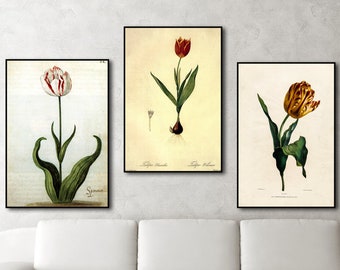 Vintage Tulip Print Set: Botanical Flower Illustration Art