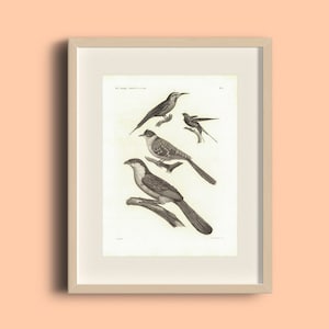 1826 Egyptian Birds Print - Vintage Birds Sketch Art - Animal Wall Decor -Zoological Poster -Nature Wall Art -Antique Home Decor Bird Poster