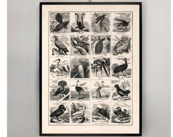 1883 Birds of the World Print: Vintage Zoological Illustration