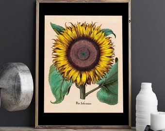 1713 Large Sunflower Print - Vintage Botanical Print - Sunflower Poster - Nature Art - Plant Giclée Print - Flower Wall Art -Flower Painting