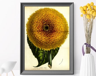 Vintage Sunflower Botanical Giclée Print: California Nature Art