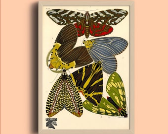 Vintage Butterfly Art Print: 1924 Eugène Séguy French Illustration