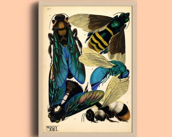 Eugène Séguy Insect Print: Vintage Art Deco Bug Illustration