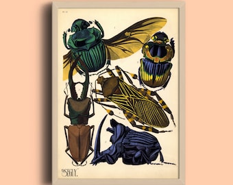 Eugène Séguy Insect Print: Vintage Art Deco Bug Illustration