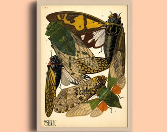 Eugène Séguy Insect Print: Vintage Art Deco Bug Illustration