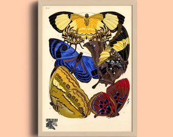 Eugène Séguy Butterfly Print: 1924 Vintage Art Deco Papillon Poster